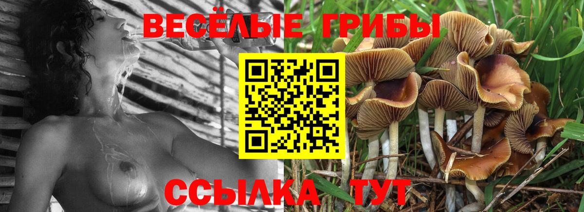 Владикавказ  Псилоцибиновые грибы мицелий  Псилоцибиновые грибы Psilocybine cubensis  Вход с VPN 